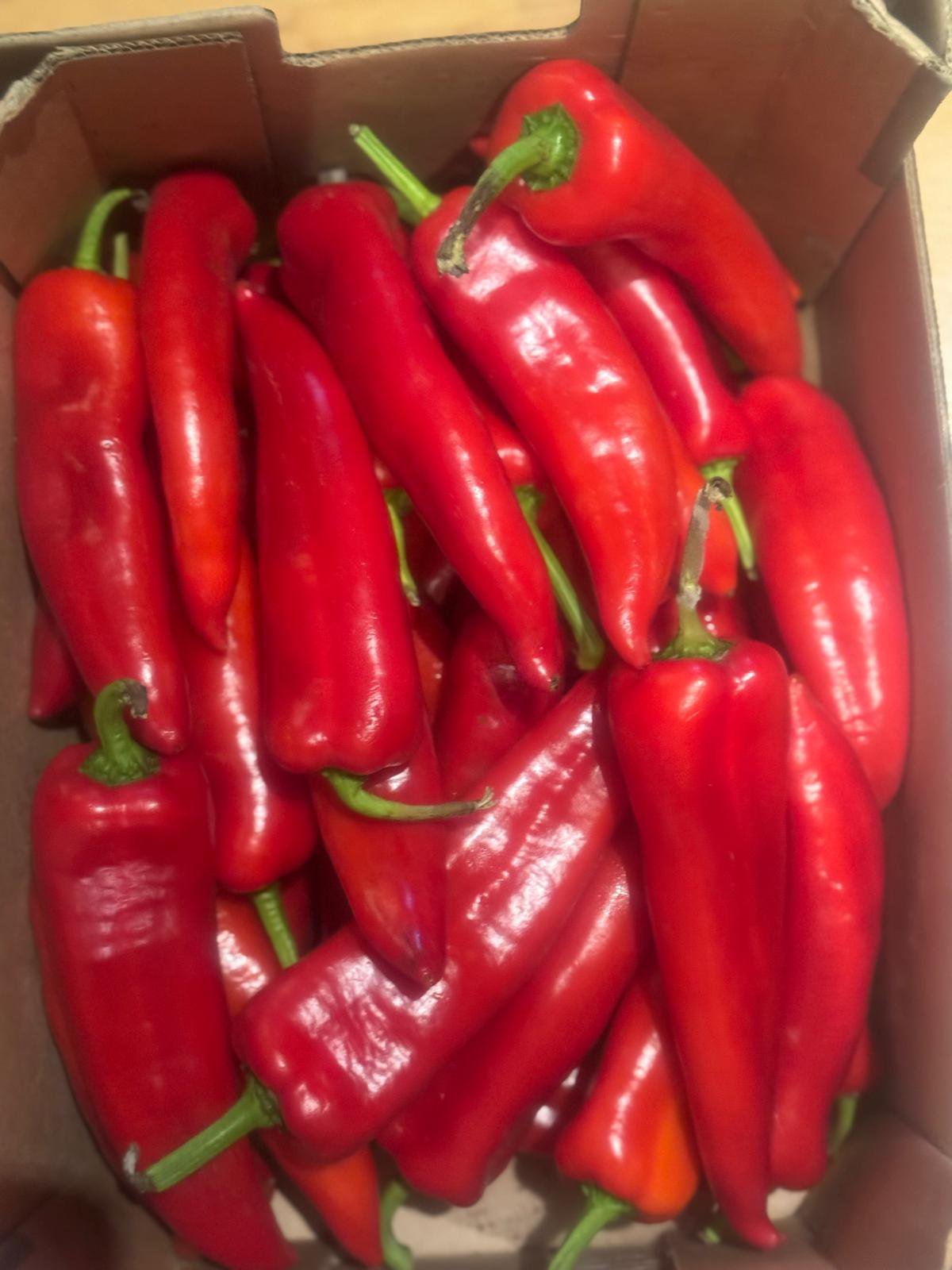 Red Long Pepper