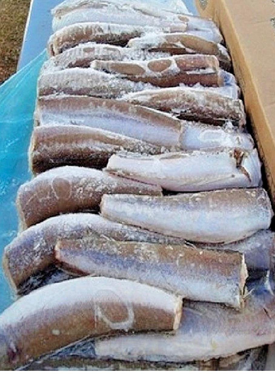 Hake fish