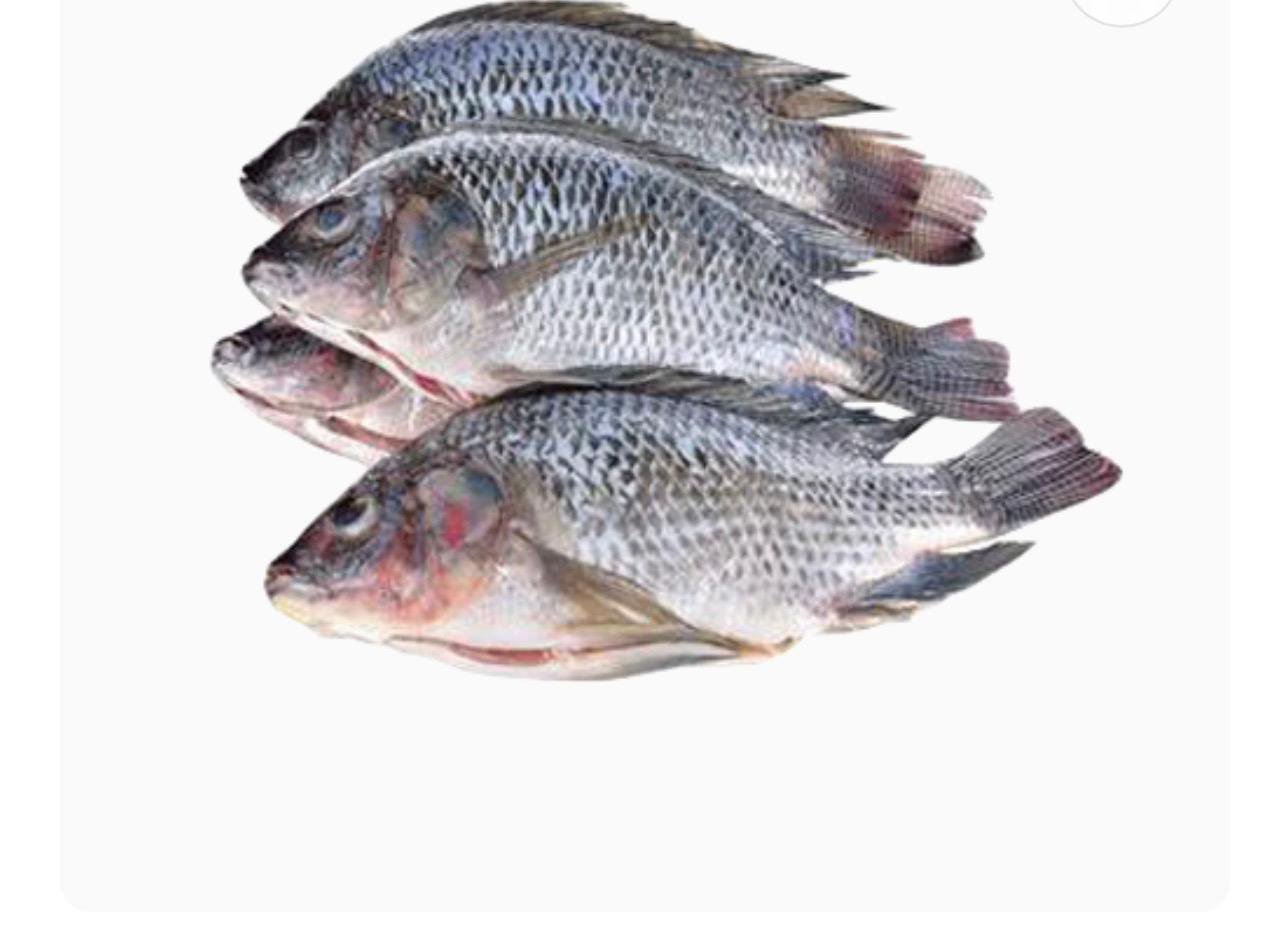 Tilapia Fish (Medium)