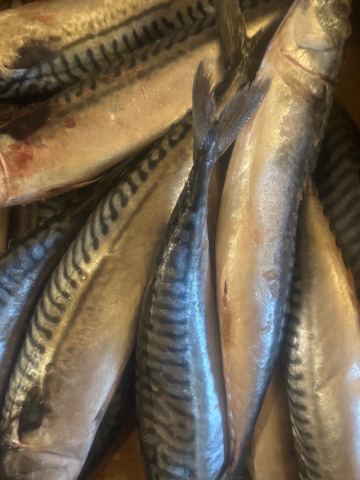 Mackerel Fish
